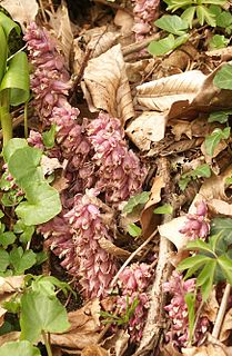 <i>Lathraea</i> A genus of flowering plants in the broomrape family