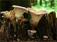 Lentin à bourrelet (Panus conchatus) — Polyporales