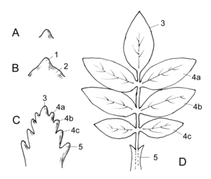 Plantedel Blad: Generelle forhold, Anatomi, Bladets morfologi