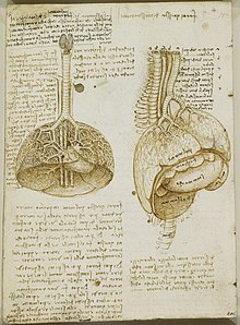 Darstellung von Luftröhre, Lunge, Herz, Leber und Magen (Fogli B, Blatt 37v, um 1506)