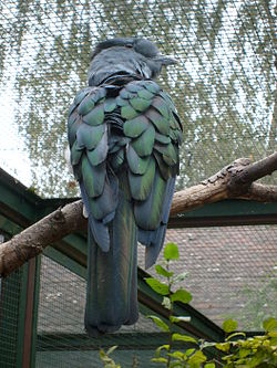 Leptosomus-discolor--Weltvogelpark Walsrode2008.jpg
