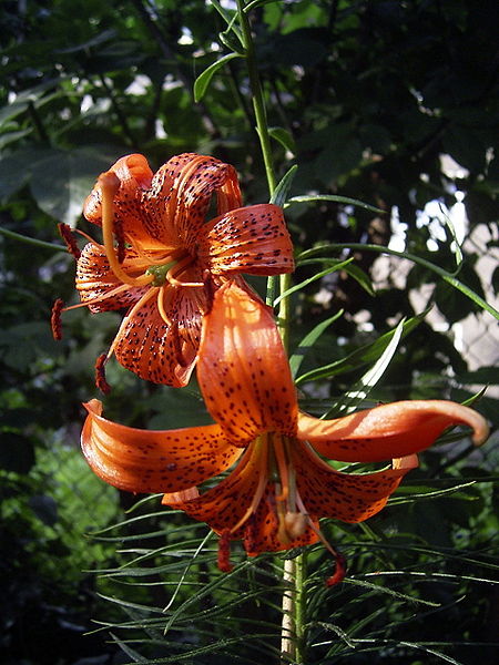 File:Lilium davidii3.JPG