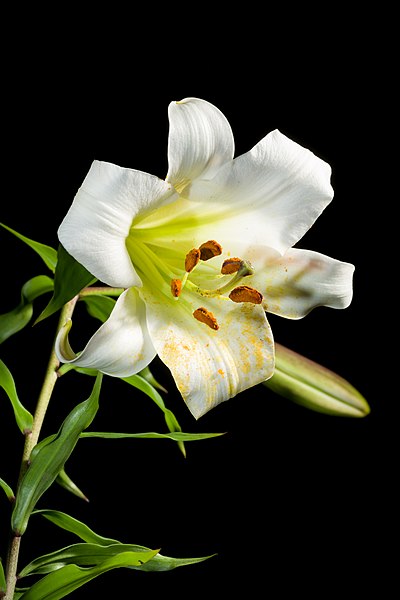 File:Lilium sargentiae ' 10050139' E.H.Wilson- Gard. Chron.- ser. 3- 51- 385 (1912). 20220805 233625.jpg