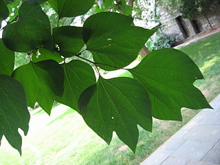 <i>Lindera obtusiloba</i> Species of flowering plant