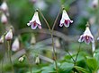 The twinflower, Linnaea borealis was a personal emblem for Linnaeus.