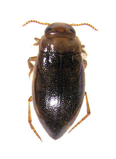 <i>Liodessus</i> Genus of beetles