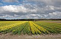 Lisse Flower Field - panoramio.jpg