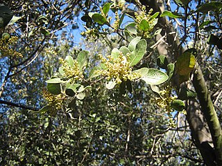 <i>Lithraea caustica</i> Species of plant