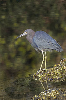 Der Blaureiher gehört zur Fam