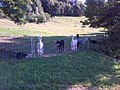 Llamas in Germany.jpg