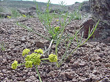 Lomatium bicolor var. لپتوکارپوم