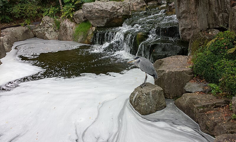 File:London Heron.jpg