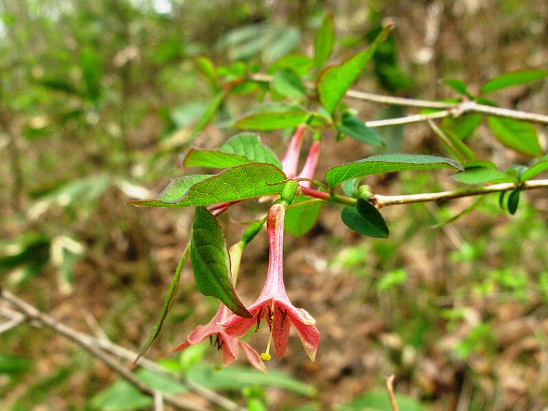 File:Lonicera gracilipes 1.JPG