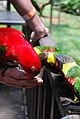 Feeding time for rainbow lorikeets and a red lory