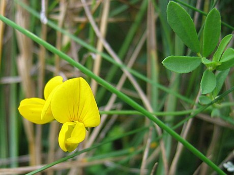 Lotus tenuis