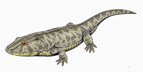 Reconstruction of a stereospondylid Lyddekerina1db.jpg