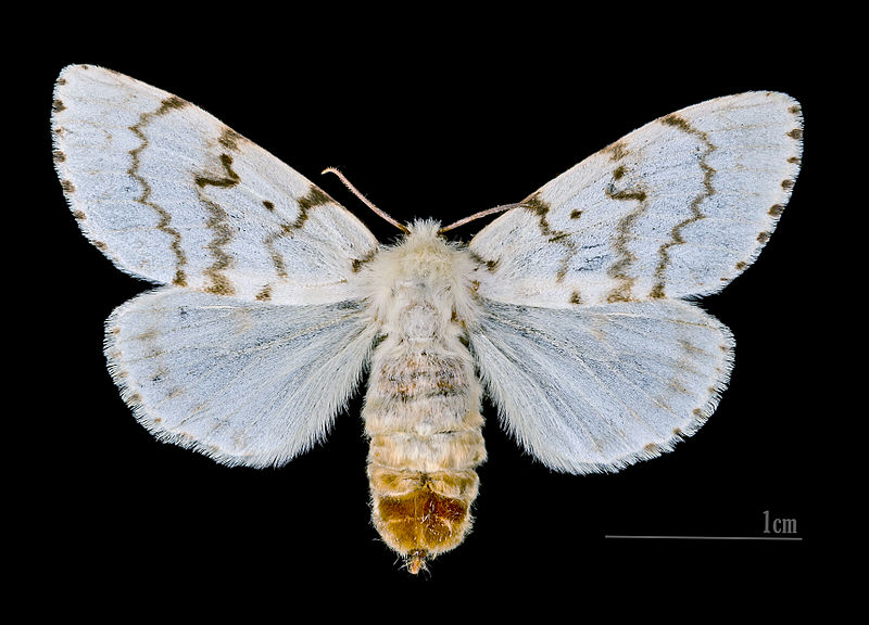 File:Lymantria dispar MHNT.CUT.2012.0.357 Claix (Isère) Female Dos.jpg