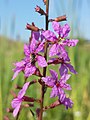 Inflorescence