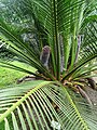 Macrozamia communis, Parque Terra Nostra, Furnas, Azoren, Parque Terra Nostra, Furnas, Azoren