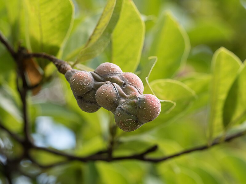 File:Magnolia seedpod in Bellevue Sobriety Garden (13516).jpg