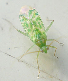 Malacocoris chlorizans.jpg