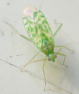 <i>Malacocoris chlorizans</i> Species of true bug