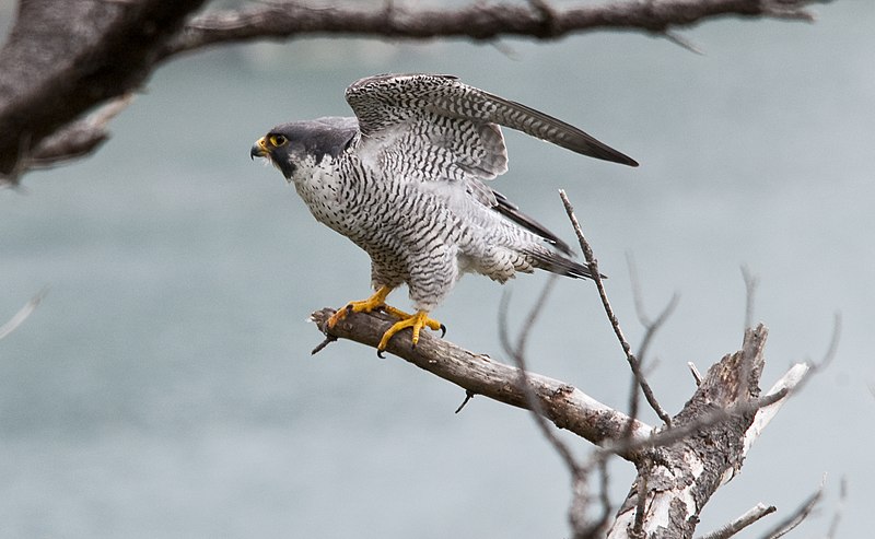 File:Male Peregrine Falcon (7172188034).jpg