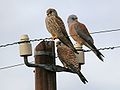 Fehérkarmú vércse (Falco naumanni) Hím és két tojó