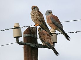 Самец (справа) и две самки