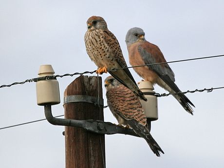 File:Male and female Lesser Kestrels.jpg