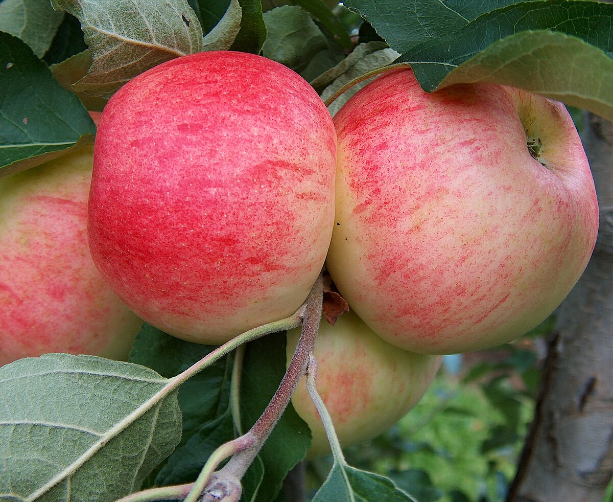 Cripps Pink - Wikipedia