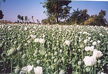 Poppy crop from the Malwa in India (probably Papaver somniferum var. album ) Malwapoppy.jpg