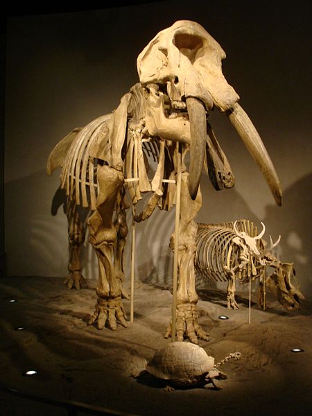 File:Mammoth Skeleton Denver Museum of Nature and Science.JPG