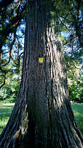 File:Mammutbaum Baden Mühlgasse 50 1.jpg