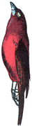 Manakin (Millot-1907).png