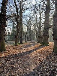Manor Park - Sweet Chestnut Avenue and former carriage drive Manor Park - Sweet Chestnut Avenue and former carriage drive.jpg