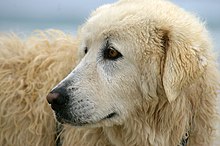 Maremma sheepdogs are used to protect Little penguin habitat in Victoria Maremma (22221588531).jpg