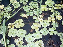 Figur 4.15.  Marsilea.  Fotosyntetiske apikale pinnae.