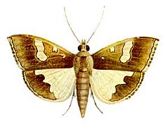 Maruca vitrata