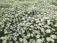 Photographie en couleurs d'une prairie recouverte de fleurs blanches.