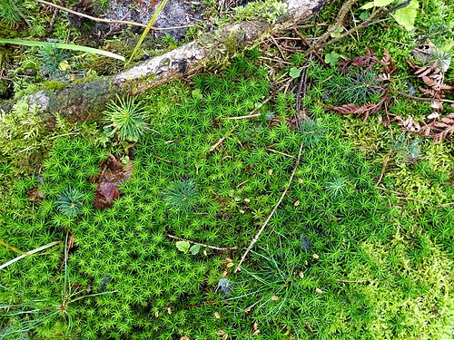 Polytrichum in woods, Czech Republic