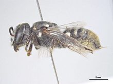 Megachile nigrovittata f.jpg 