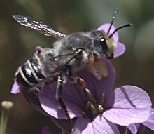 Megachile Policaris male.jpg