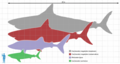 C. megalodon sa kitopsinom, velikom bijelom psinom i čovjekom.