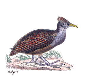 Descrição da imagem Megapodius forsteni - 1820-1860 - Impressão - Iconographia Zoologica - Coleções especiais University of Amsterdam - UBA01 IZ16900153.png.