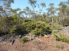 Melaleuca marginata (әдет) .JPG