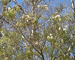 Melaleuca trichostachya flowers and foliage.jpg