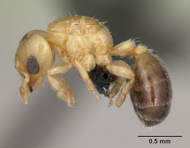 File:Melissotarsus insularis casent0125648 profile 1.jpg