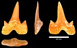 Cretalamna appendiculata tooth from Israel MenuhaCretalamnaAppendiculata.jpg