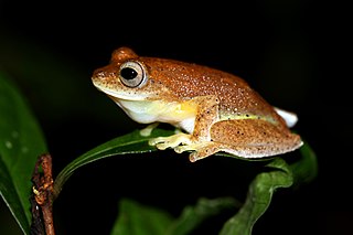 <i>Mercurana</i> species in the genus Mercurana